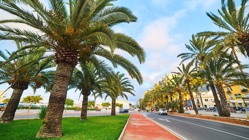 Palm trees against sky