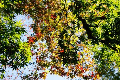 Low angle view of trees