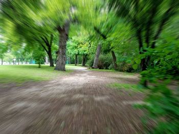 Blurred motion of trees on grass