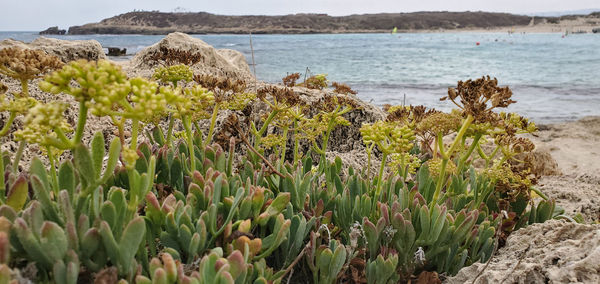 Close-up of plants growing on beach
