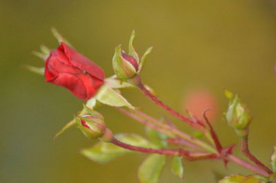 Close-up of red flowering plant