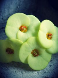 Close-up of white flowers