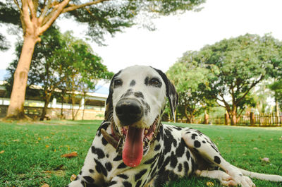 Portrait of a dog