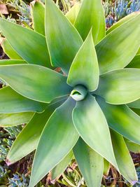 Close-up of plant