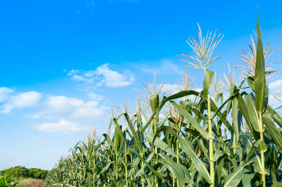 View of stalks in field against blue sky