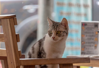 Portrait of cat sitting