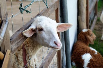 Close-up of sheep