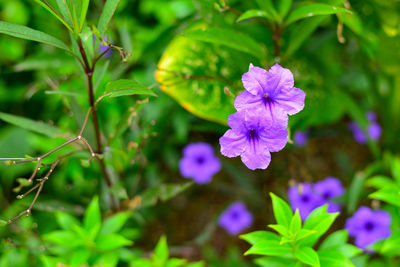 Close-up of purple flowering plant