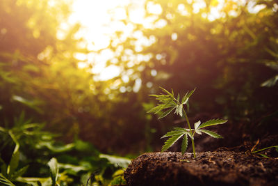 Close-up of plant growing on field