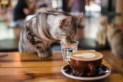 Cat drinking glass on table