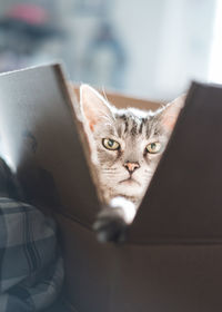 Grey tabby cat sits in a box and looking at camera close-up