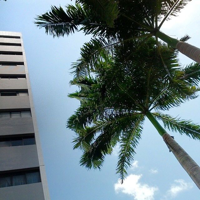 palm tree, tree, low angle view, growth, building exterior, tree trunk, sky, built structure, branch, architecture, clear sky, tall - high, green color, day, nature, coconut palm tree, leaf, palm leaf, outdoors, no people