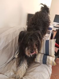 Close-up of dog resting on sofa at home