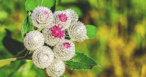 Close-up of pink flowering plant