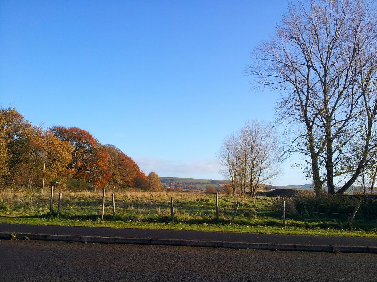 tree, clear sky, blue, bare tree, tranquility, landscape, tranquil scene, road, copy space, field, grass, nature, scenics, beauty in nature, sky, sunlight, transportation, day, shadow, outdoors