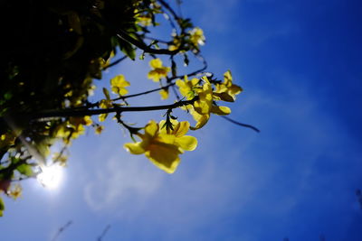 Low angle view of yellow flowering plant against blue sky