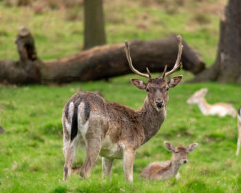 Portrait of deer standing on field