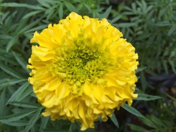 Close-up of yellow flower blooming outdoors