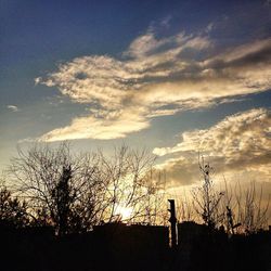 Silhouette of bare trees at sunset