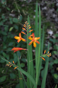 Close-up of orange flowering plant