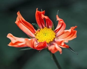 Close-up of orange flower