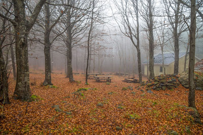 Trees and plants in forest during autumn