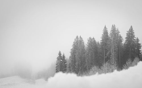 Trees against clear sky during winter