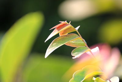 Close-up of green leaves on plant