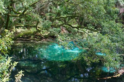 Scenic view of lake in forest