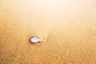 High angle view of fish on beach