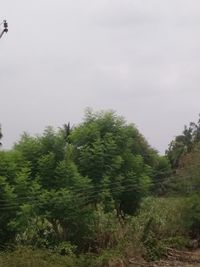 View of trees on field against sky