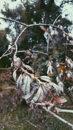 Close-up of tree