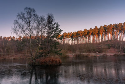 Trees by lake against clear sky