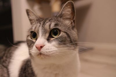 Close-up portrait of a cat