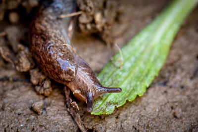 Close-up of a lizard