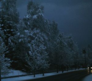 Road along trees