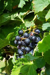 Close-up of berries growing on plant