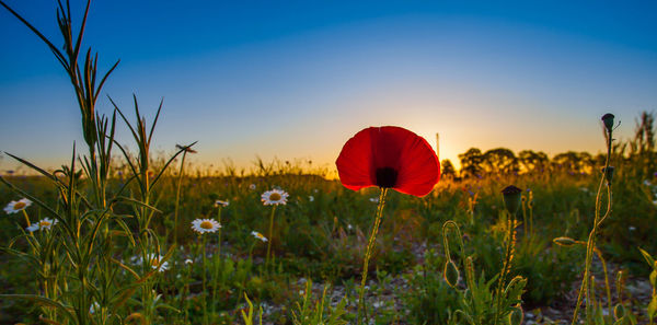 Red poppy flowers in field against clear blue sky