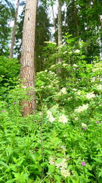 Trees in forest