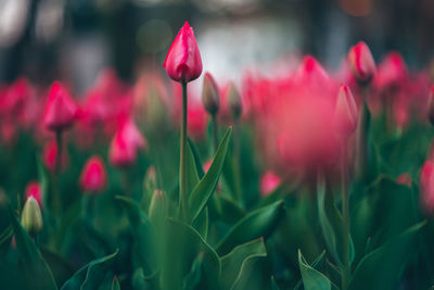 Close-up of red tulips