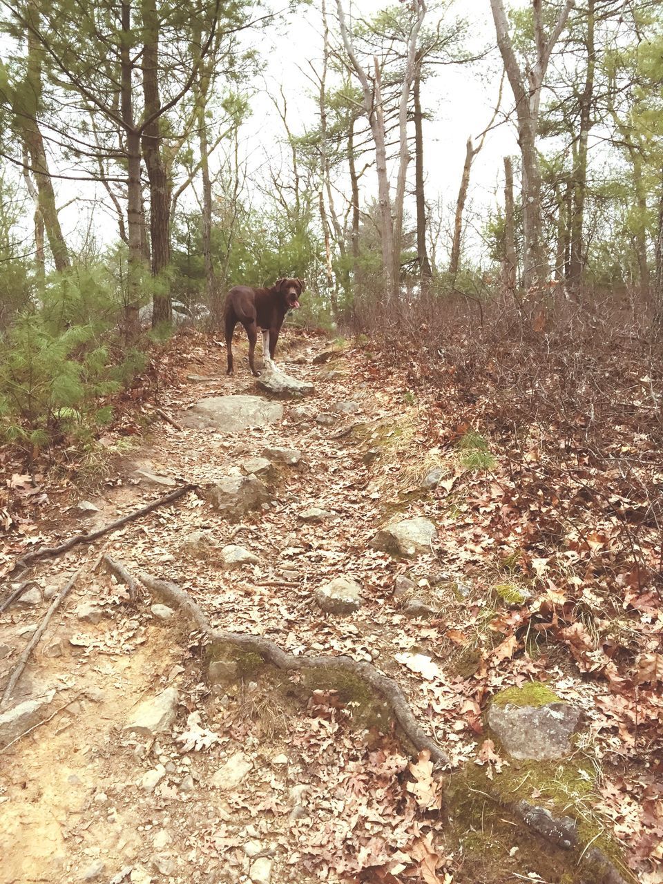 animal themes, mammal, domestic animals, one animal, pets, tree, standing, dog, full length, field, two animals, side view, nature, animal, forest, walking, sunlight, zoology, vertebrate, day