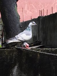 Bird perching on wall