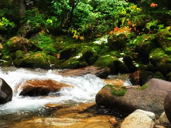 Scenic view of waterfall in forest