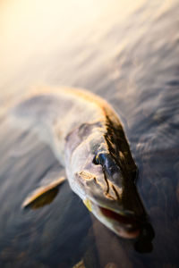 Close-up of pike fish