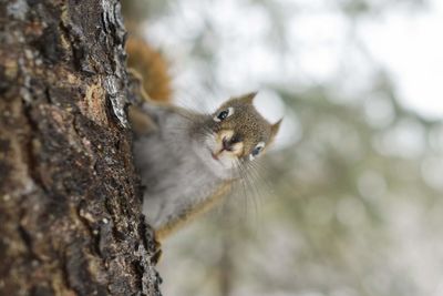 Close-up of squirrel on tree trunk