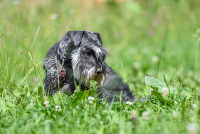 Close-up of black dog on field