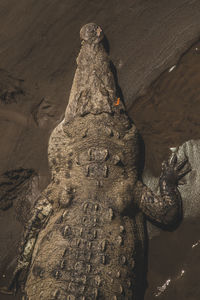High angle view of lizard on rock
