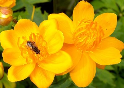 Close-up of bee on yellow flower