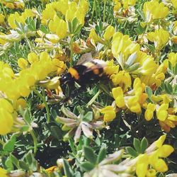 Close-up of yellow flowers