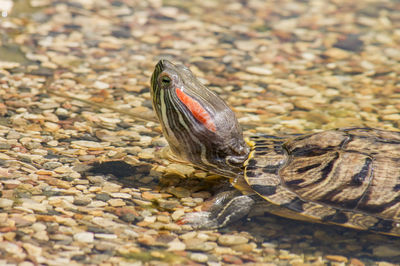 Red eared slider turtle trachemys scripta elegans resting on stones near water